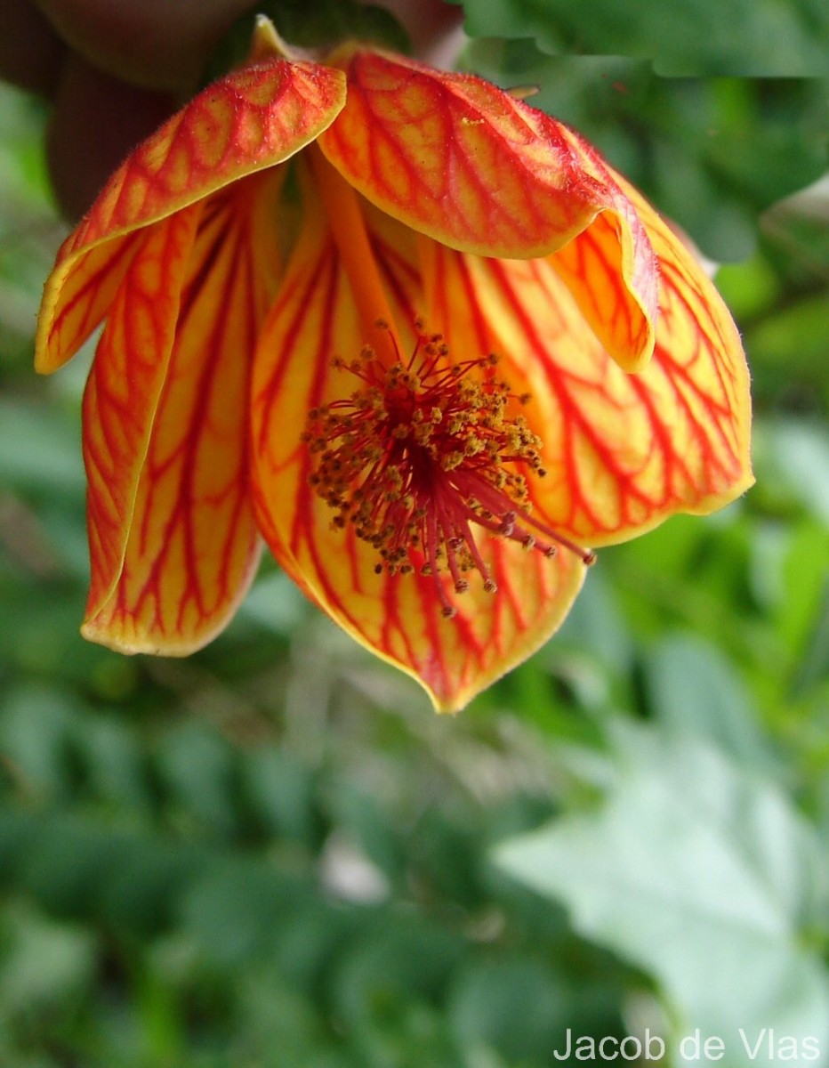Callianthe picta (Gillies ex Hook. & Arn.) Donnell